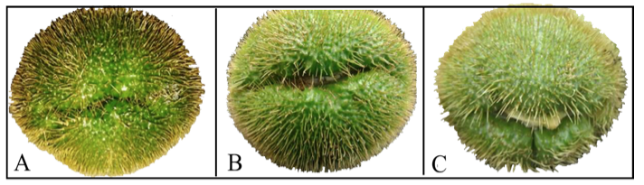 Figure 2. Classification of viviparism in squash nigrum spinosum . A ...