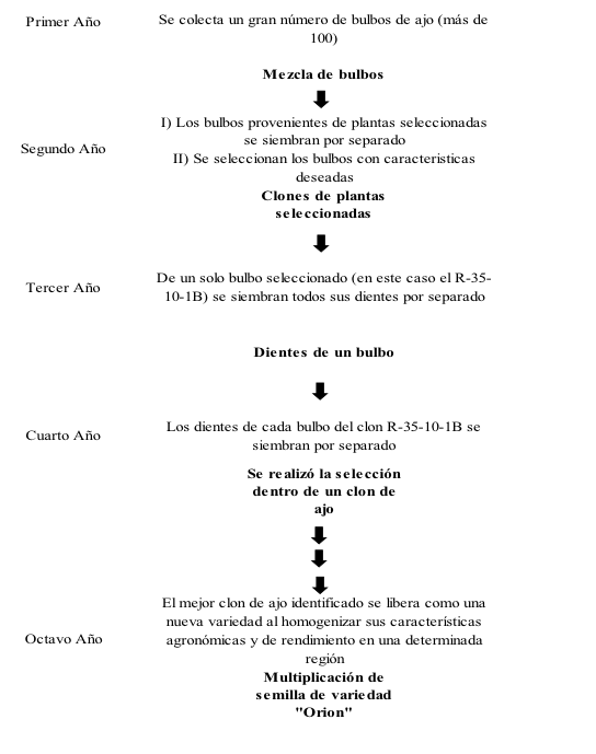 esquema de ajo