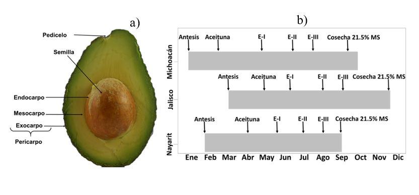 PDF] FENOLOGÍA DEL AGUACATE 'HASS' EN MICHOACÁN* PHENOLOGY OF 'HASS'  AVOCADO IN MICHOACÁN