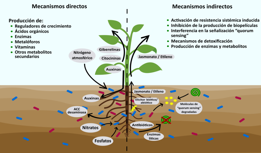 Fertilizantes ecológicos a partir de la luz solar - Revista InfoAgro México