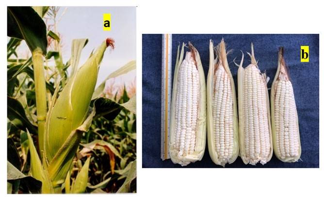 V 240 EL: maíz Costeño mejorado para la producción de elote