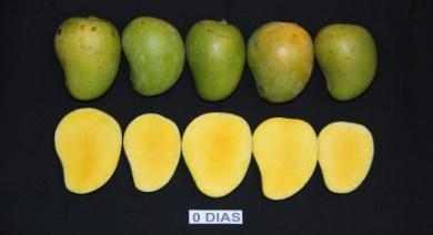 Una manzana verde

Descripción generada automáticamente con confianza baja