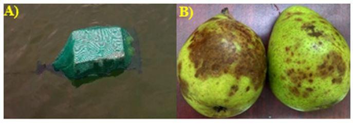 Una fruta redonda

Descripci&oacute;n generada autom&aacute;ticamente