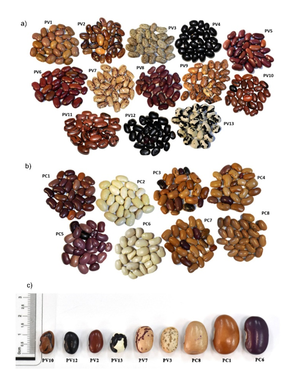 2007-0934-remexca-17-4-e4017-gf1.png