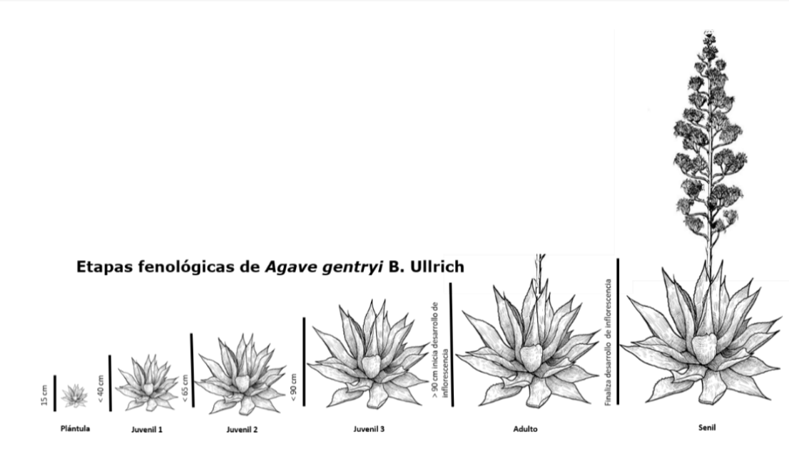 2007-0934-remexca-17-1-3950-gf2.png